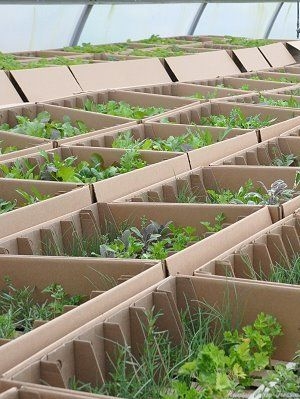 Boxes ready for shipping in one of our greenhouses.