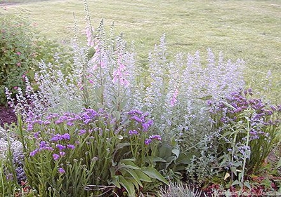 Giant Catmint is included in the English Cottage Herb Garden