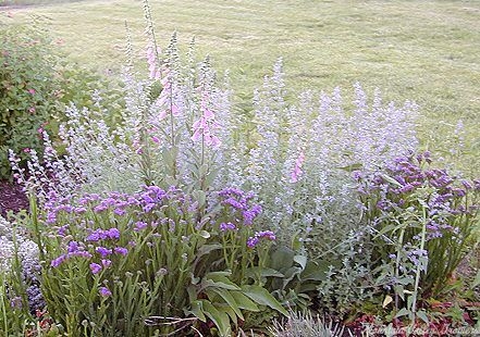 Giant Catmint with Blue Statice and Purple Foxglove in May