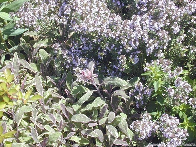 Salvia officinalis 'Tricolor' Tricolor Garden Sage image