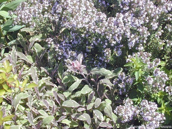 Tricolor Sage with Italian Oregano Thyme