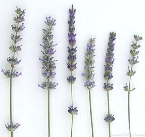Zone 5 Hybrid Lavenders.