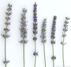 French Lavender | Two Live Herb Plants | Non-GMO, Everblooming