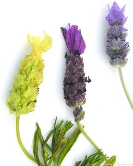 Choosing, Growing and Using Lavender - Nursery Blog - Mountain Valley  Growers