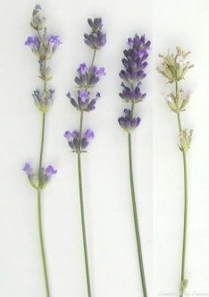 Zone 5 English Lavenders.