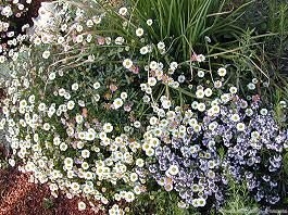 Italian Oregano Thyme and Santa Barbara Daisy