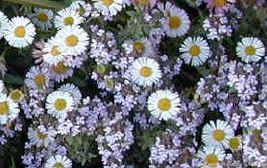 Santa Barbara Daisy and Italian Oregano Thyme