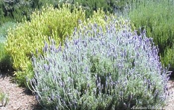 French and Yellow Lavender in Bloom