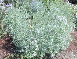 Baby's Breath Bush