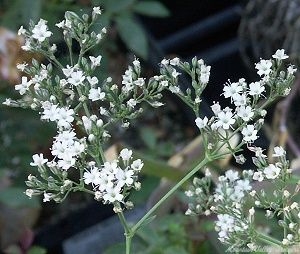 Manchurian Baby's Breath Flower Spray