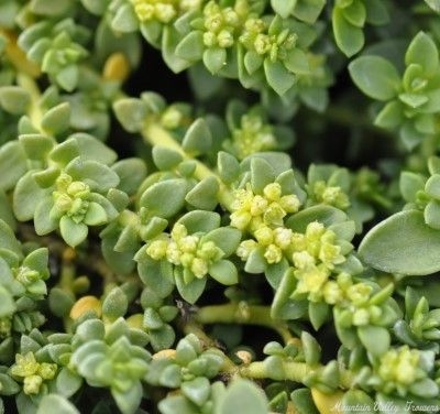 Herniaria glabra flowers