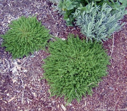 Herniaria glabra in the garden under an English Lavender