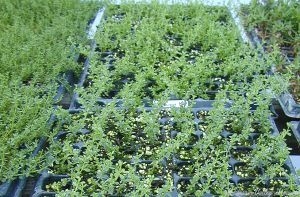 thumbnail image 2 of Rupturewort - Green Carpet (Herniaria 2 of 13