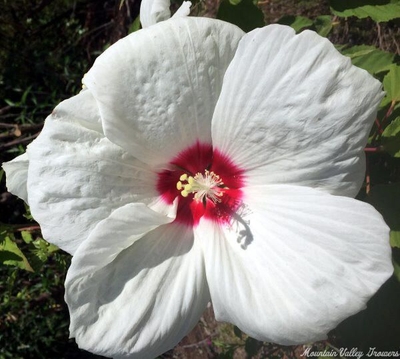 Hibiscus 'White Buddy Jewel' White Buddy Jewel Mallow image