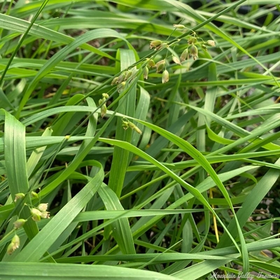 Hierochloe odorata Sweet Grass image