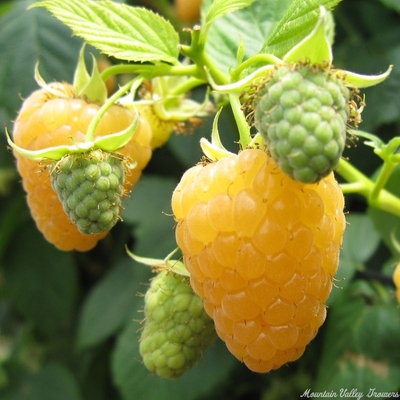 Rubus idaeus Honey Jewel Raspberry image