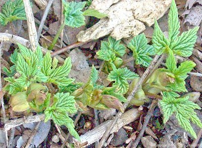 Hops plants emerging in the spring.
