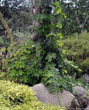 Sunbeam Hops growing up tree