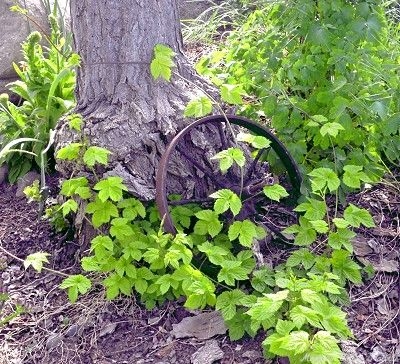 Golden hops turning from golden to green in early summer.