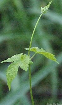 Organic hops plant spreading its vine