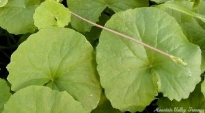 Gotu Kola leaves