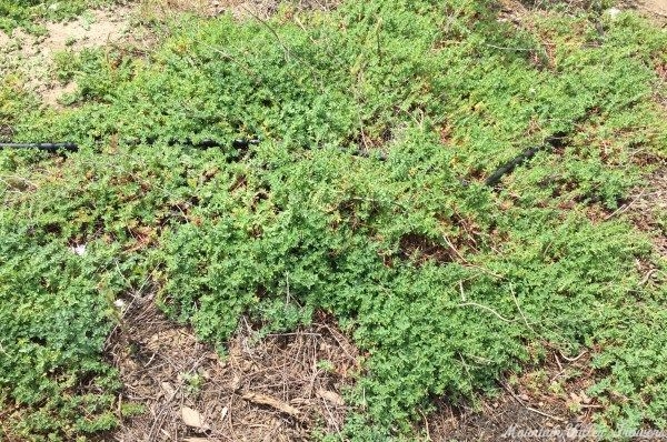 St John's Wort patch