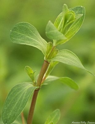 Stem of St. John's Wort Plant Hypericum perforatum