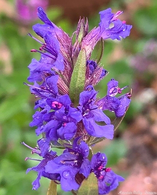Hyssop is included in the English Cottage Herb Garden