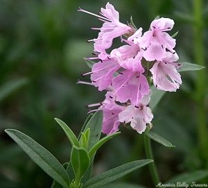 Pink Hyssop flowers