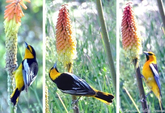 Kniphofias and Orioles