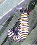 Caterpillar hanging on leaf of Kniphofia