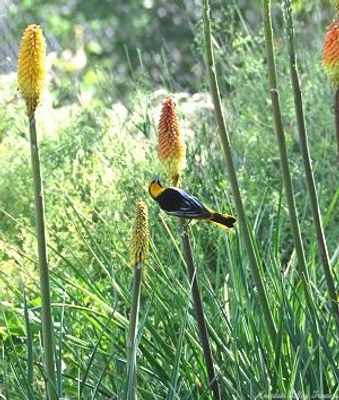 Red Hot Poker is included in the Wildlife Herb Garden