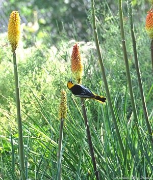 A beautiful Oriole visits the spikey Kniphofia