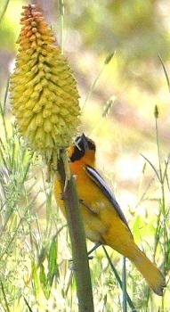 Kniphofia