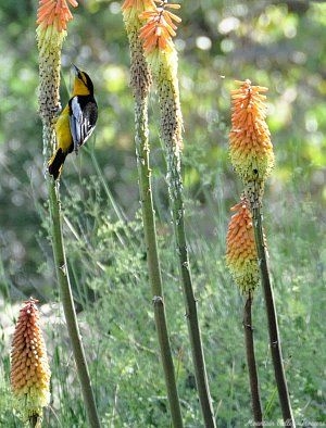 Red Hot Poker with Oriole