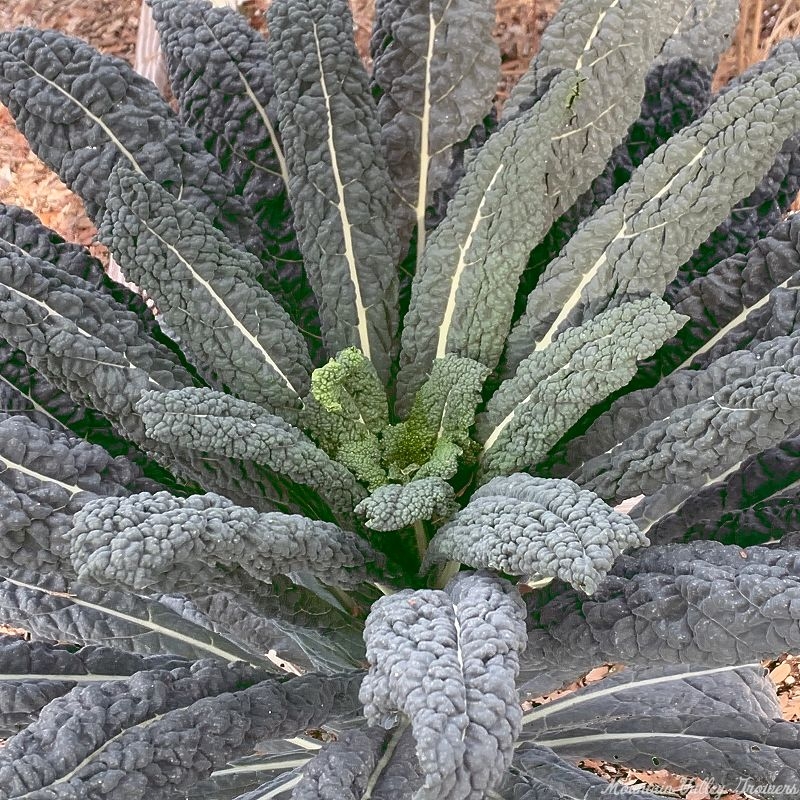 Mature Dinosaur Kale