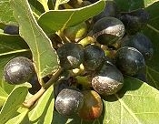 Greek Bay Berries