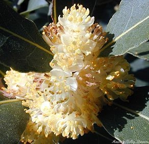 Greek Bay Flower Cluster