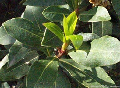 New Growth on Greek Bay