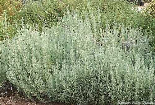 Allardii lavender hedge