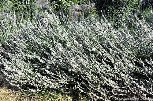 Edelweiss Lavender 