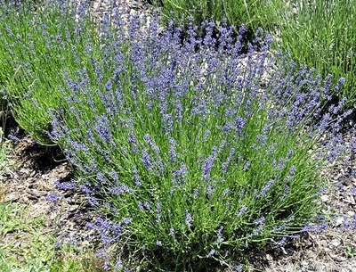 Hidcote Lavender is included in the English Cottage Herb Garden