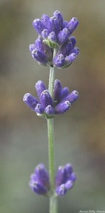 Hidcote Lavender Wand