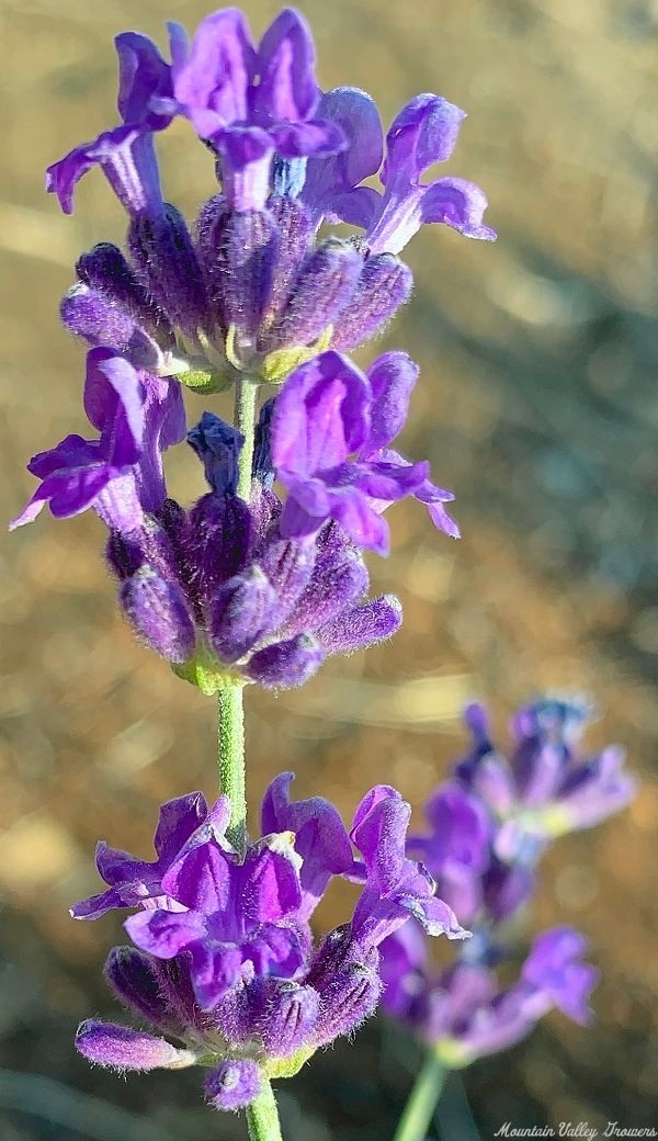Hidcote Lavender Wand