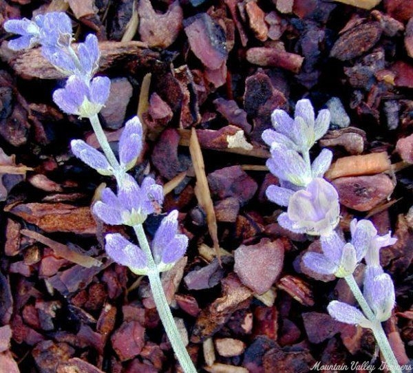 Munstead Lavender flower wands