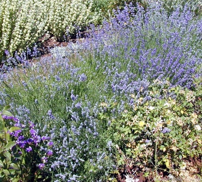 Munstead Lavender is included in the Edible Flower Herb Garden