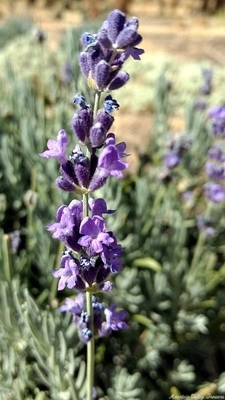 Royal Purple Lavender is included in the International Herb Garden