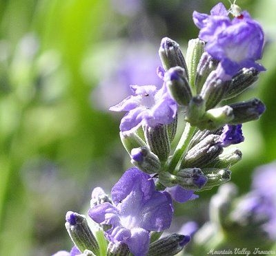 Lavandula angustifolia 'Sachet' Sachet Lavender image