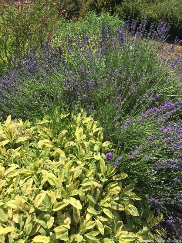 Sachet Lavender in full bloom with Golden Garden Sage