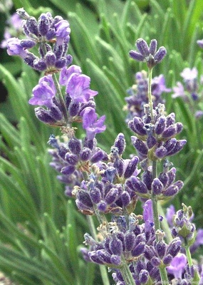 Sarah Lavender is included in the Tea Herb Garden Zones 5-11